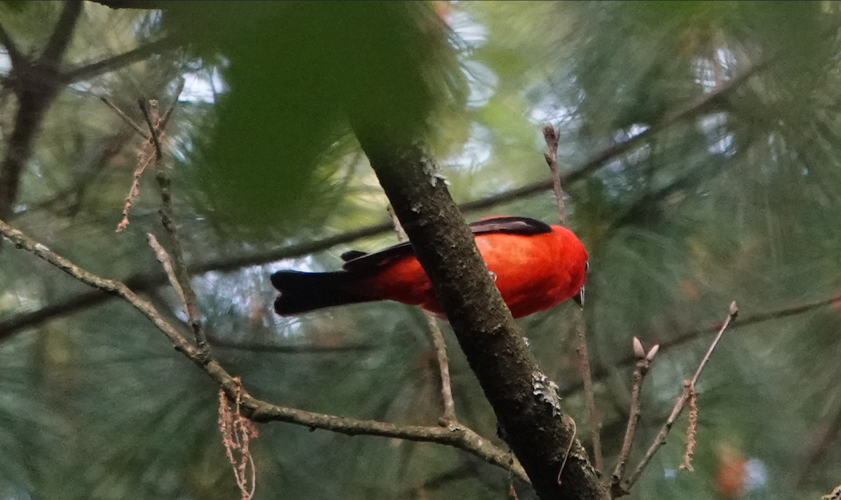 Scarlet Tanager - ML619932591