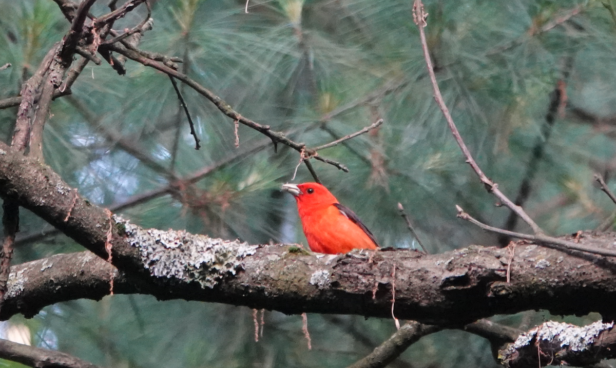 Scarlet Tanager - ML619932592