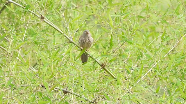 Jungle Babbler - ML619932602