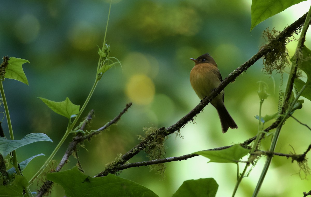 Tufted Flycatcher - ML619932606