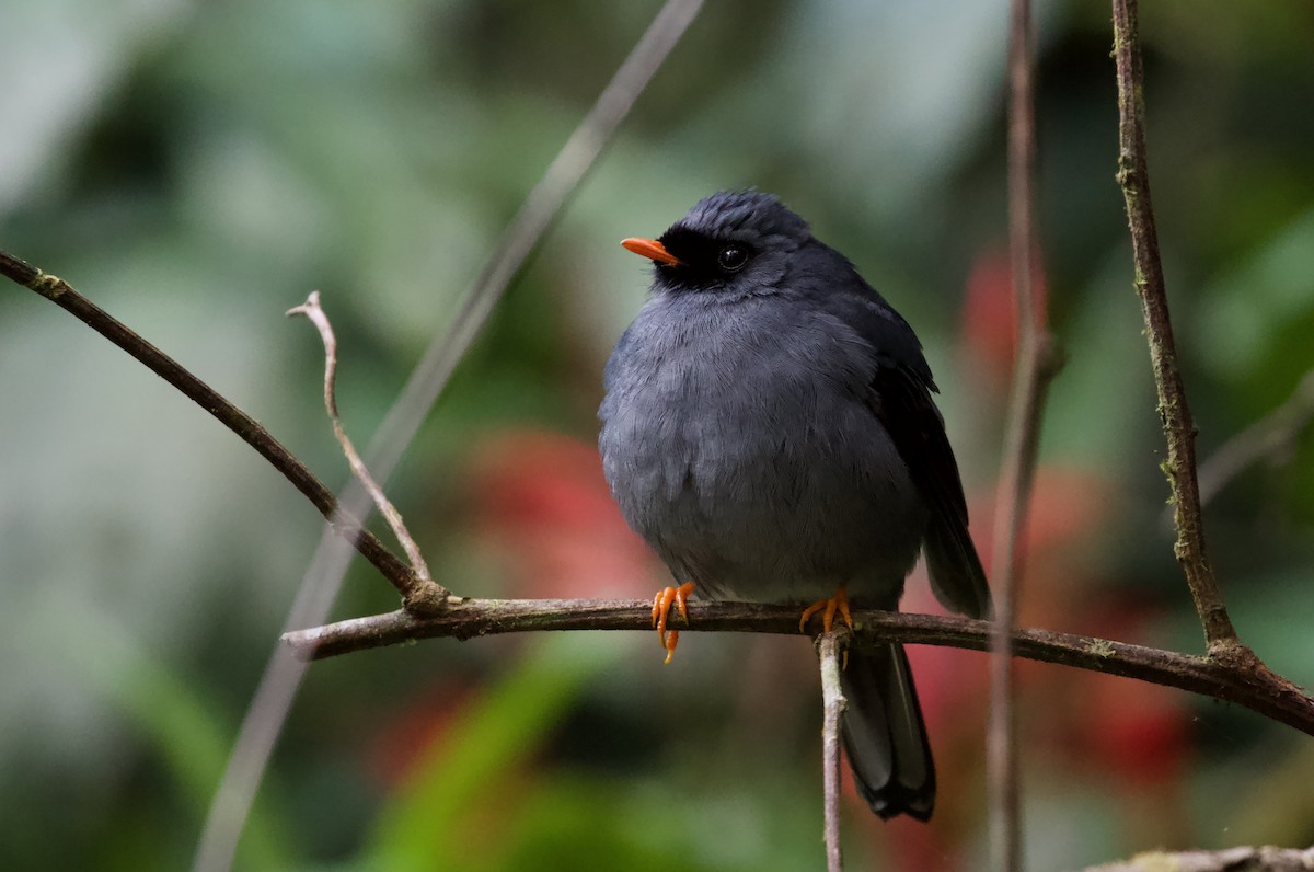 Black-faced Solitaire - ML619932625