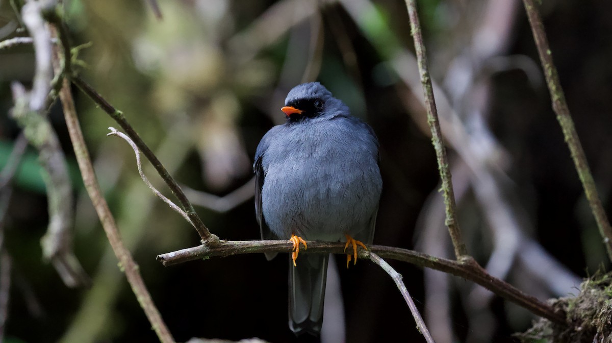Black-faced Solitaire - ML619932626