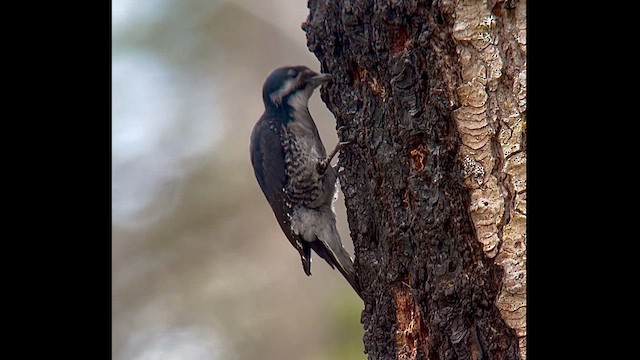 Black-backed Woodpecker - ML619932634