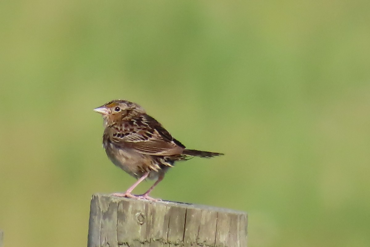 Grasshopper Sparrow - ML619932635