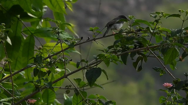 gråbrystprinia - ML619932639