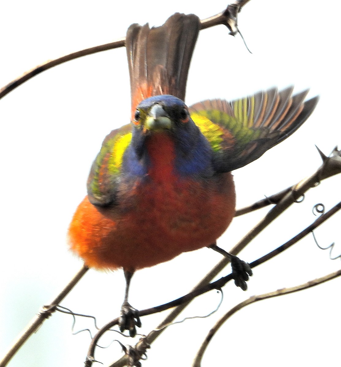 Painted Bunting - ML619932648