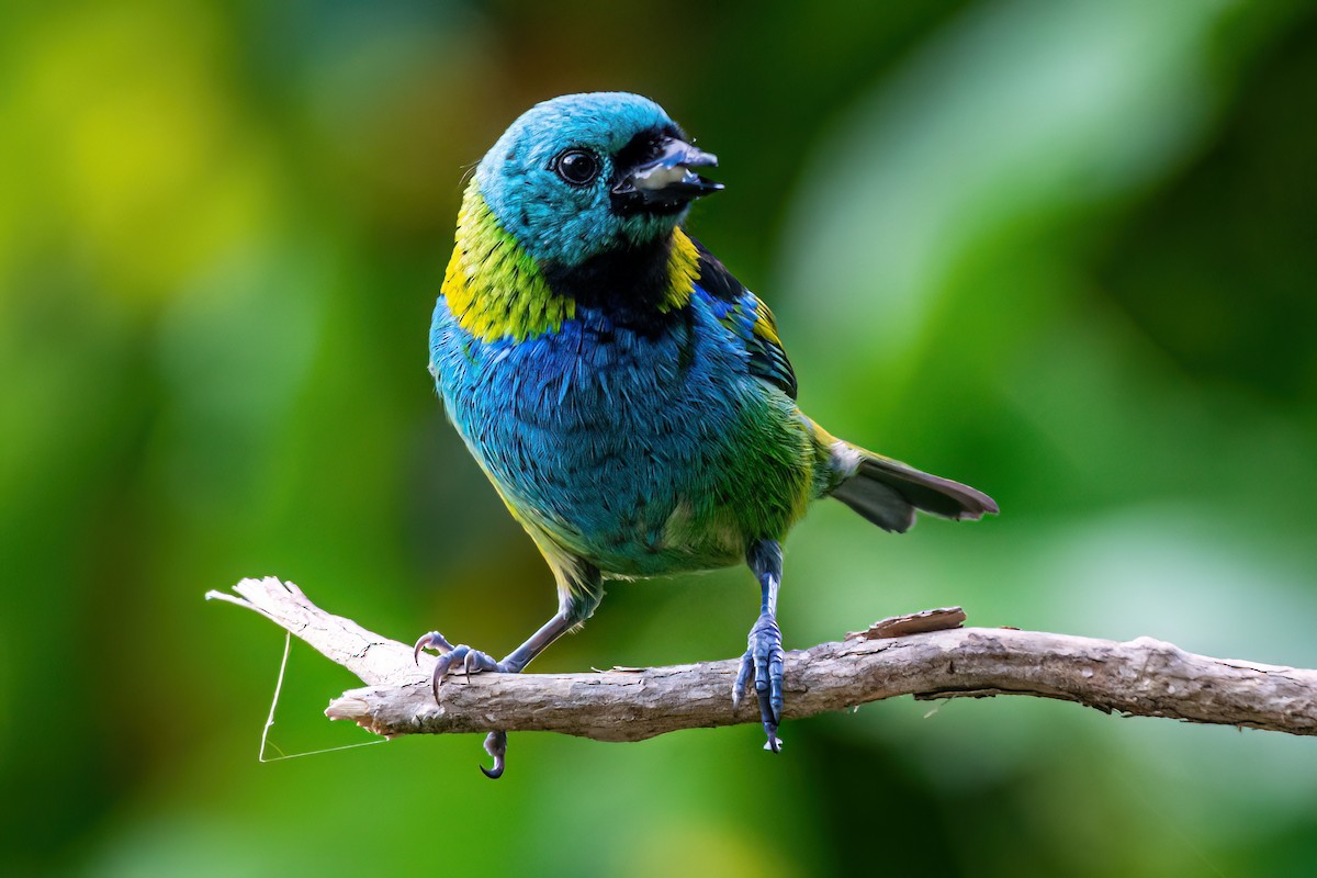 Green-headed Tanager - ML619932659