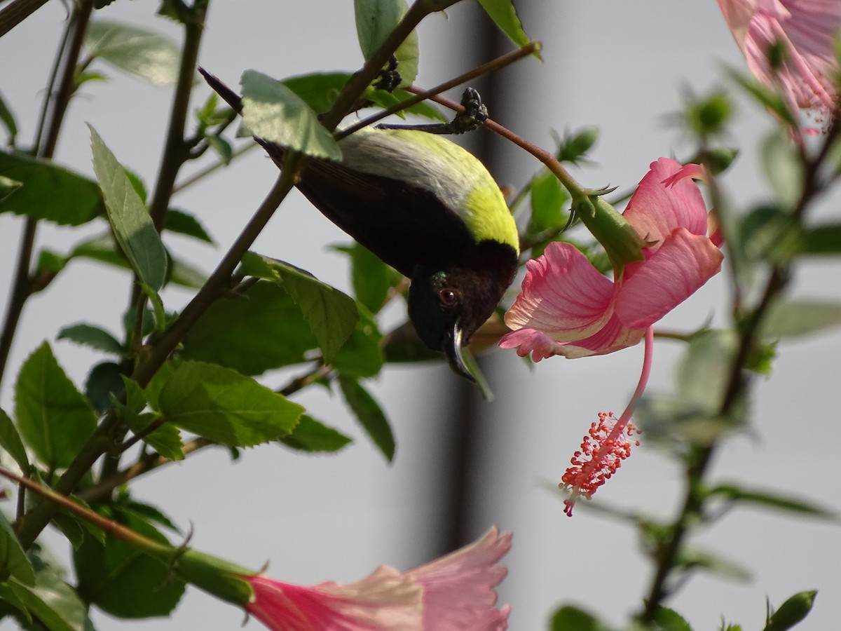 Purple-rumped Sunbird - ML619932660