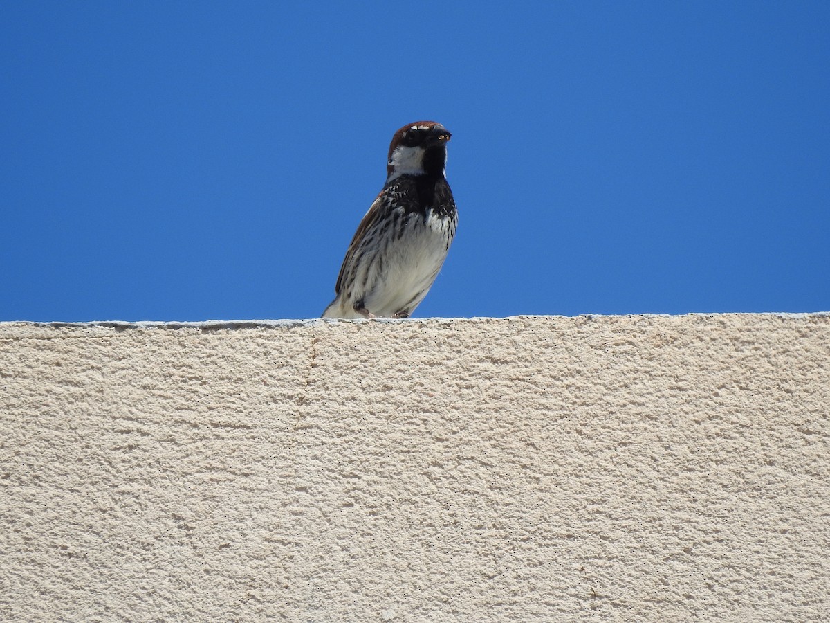 Spanish Sparrow - ML619932663
