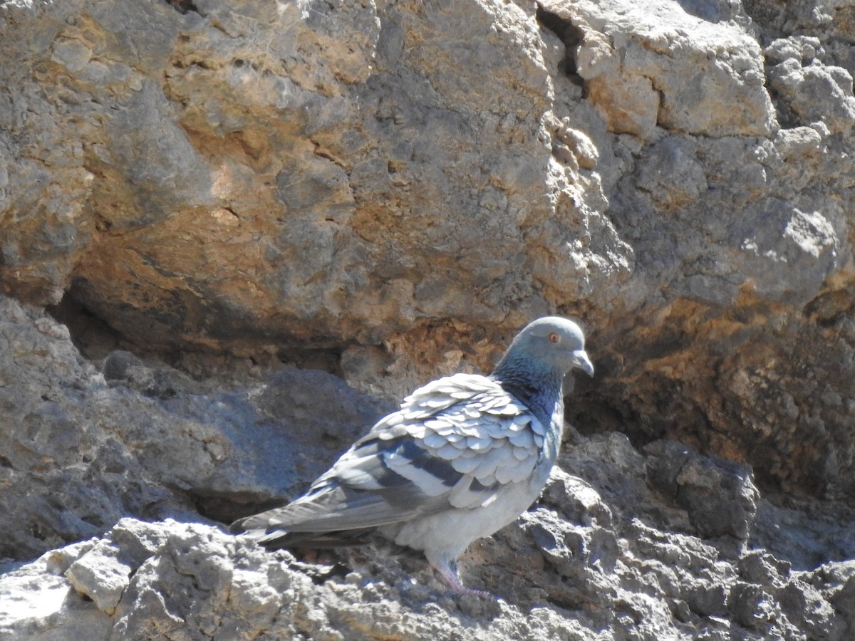 Rock Pigeon - ML619932673