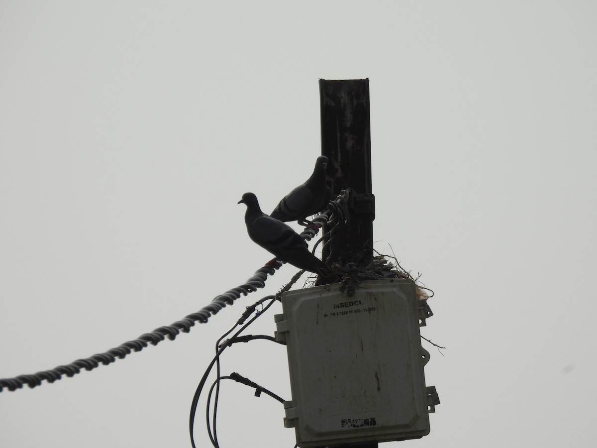 Rock Pigeon (Feral Pigeon) - ML619932676