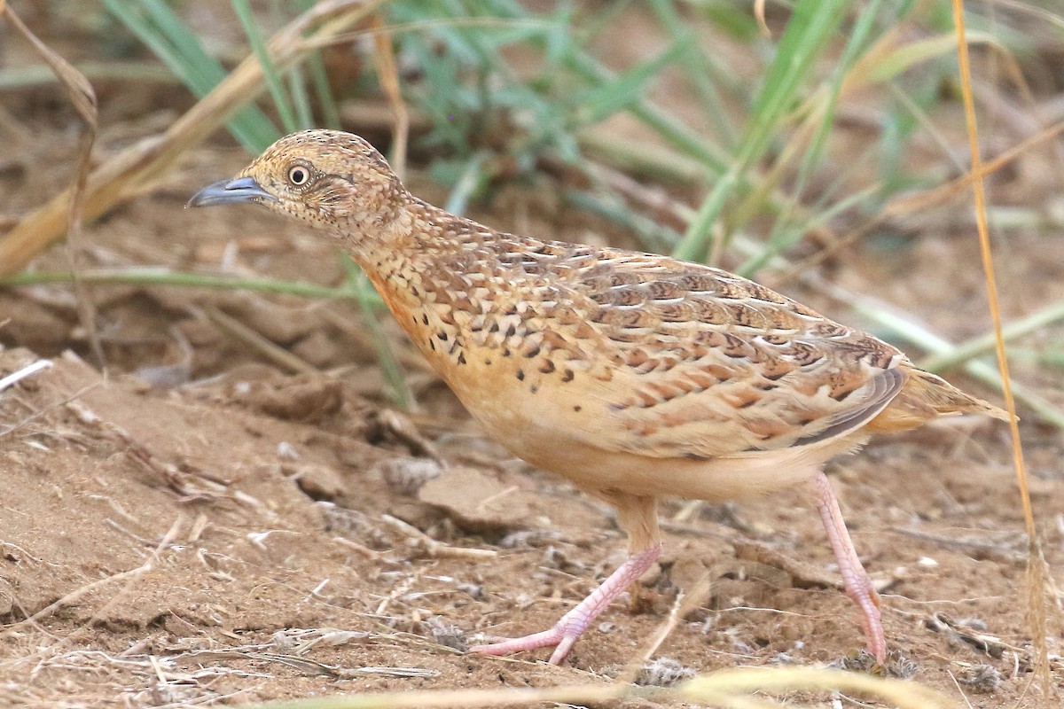 Small Buttonquail - ML619932677
