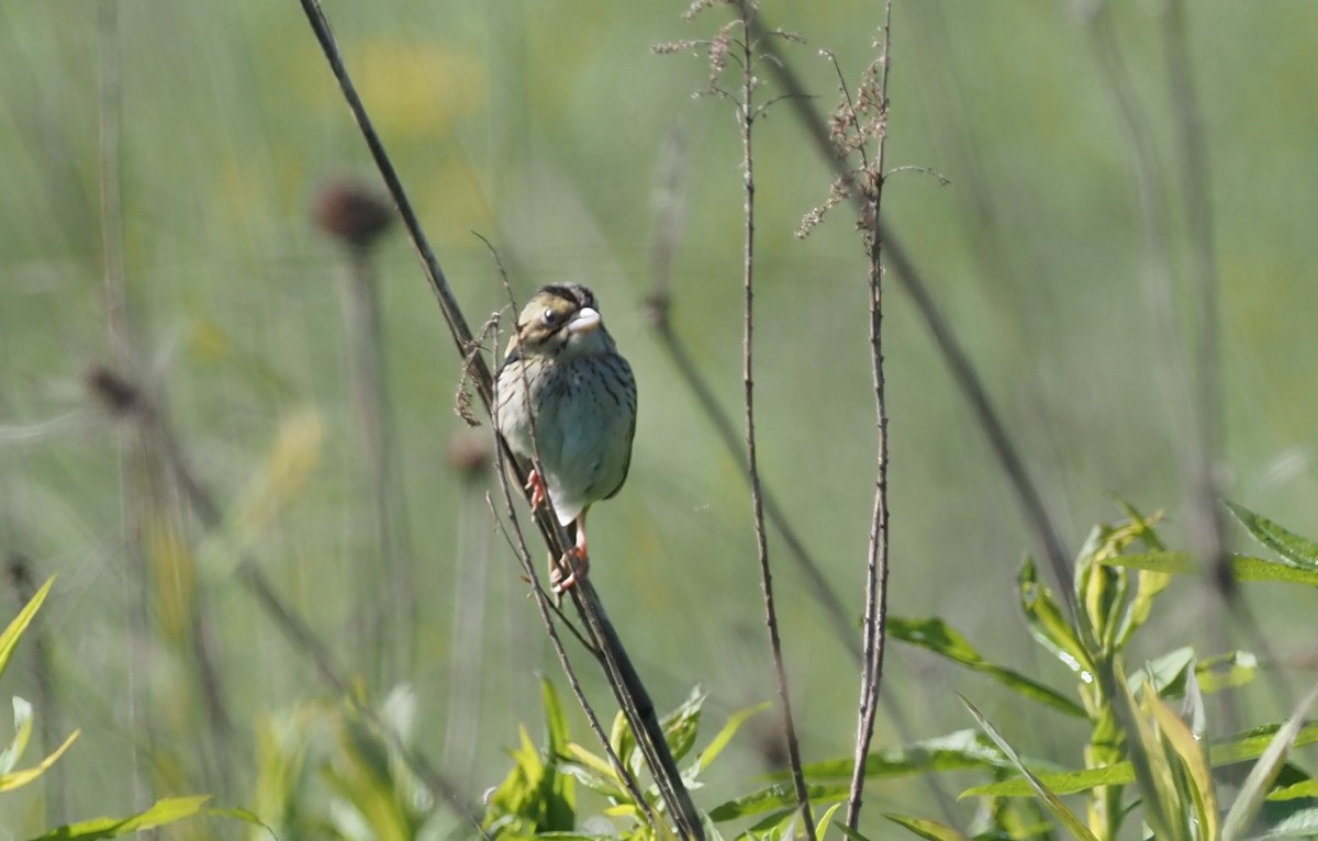 Henslow's Sparrow - ML619932678