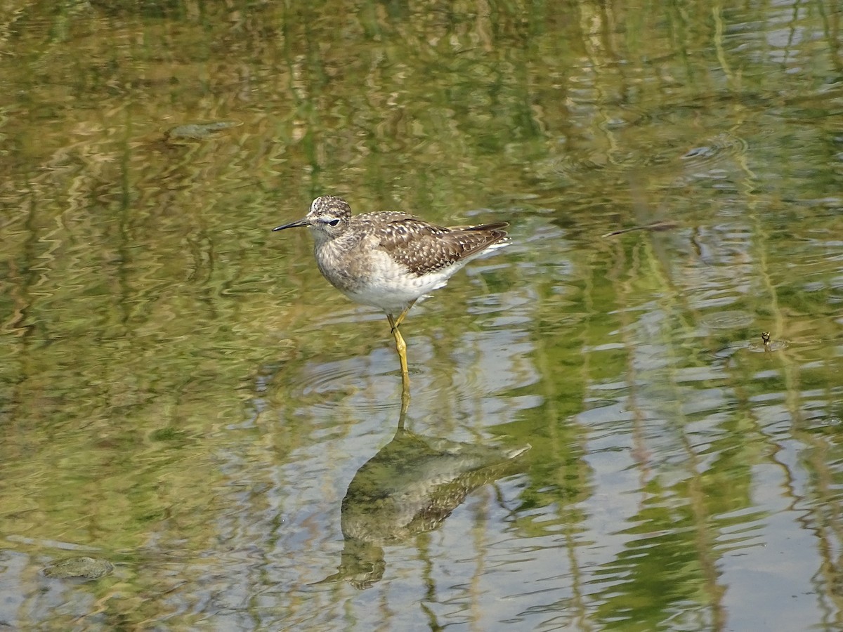 Wood Sandpiper - ML619932698