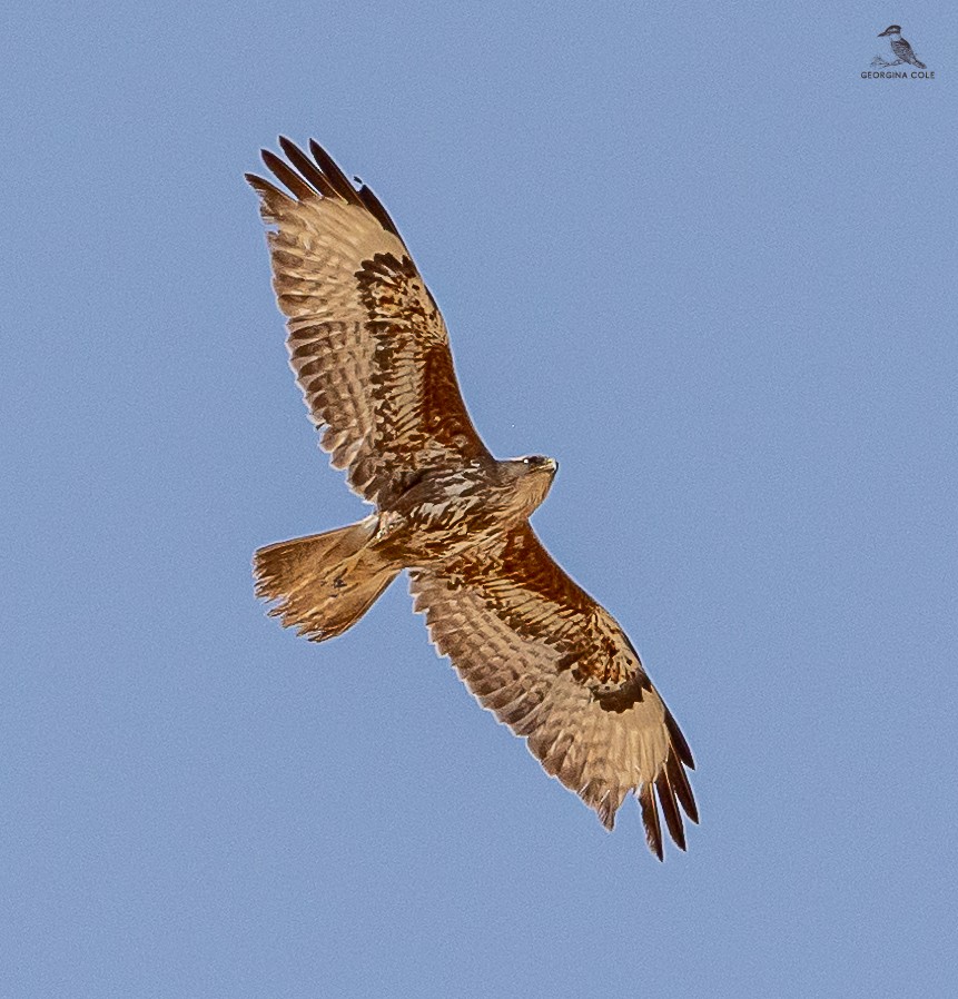 Common Buzzard (Steppe) - ML619932699