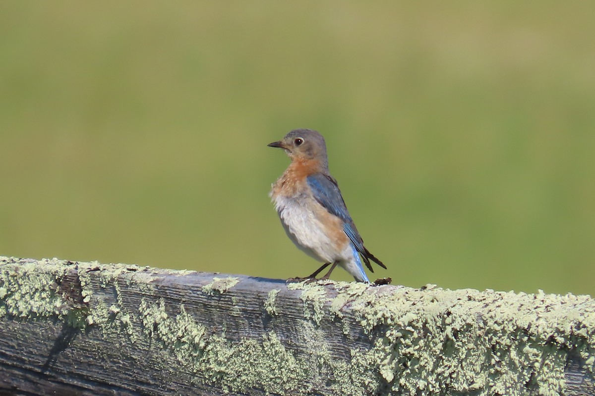 Eastern Bluebird - Jon Selle