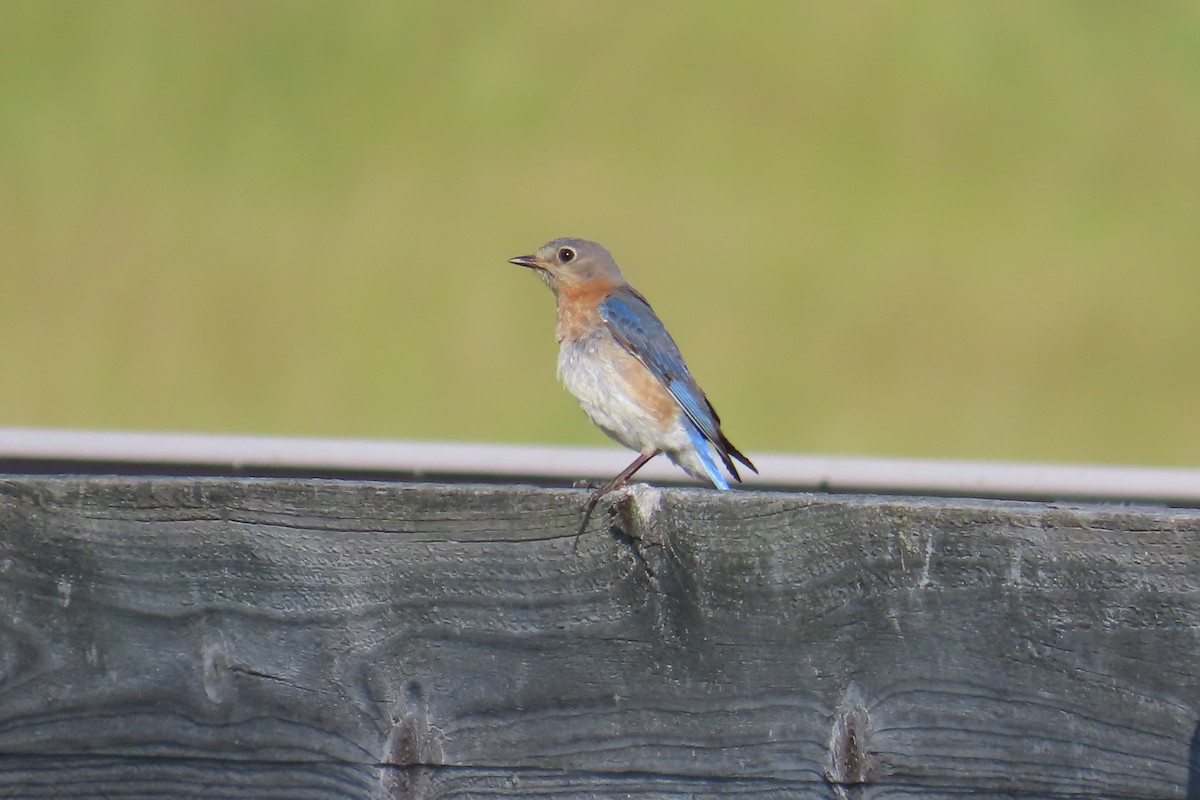 Eastern Bluebird - ML619932710