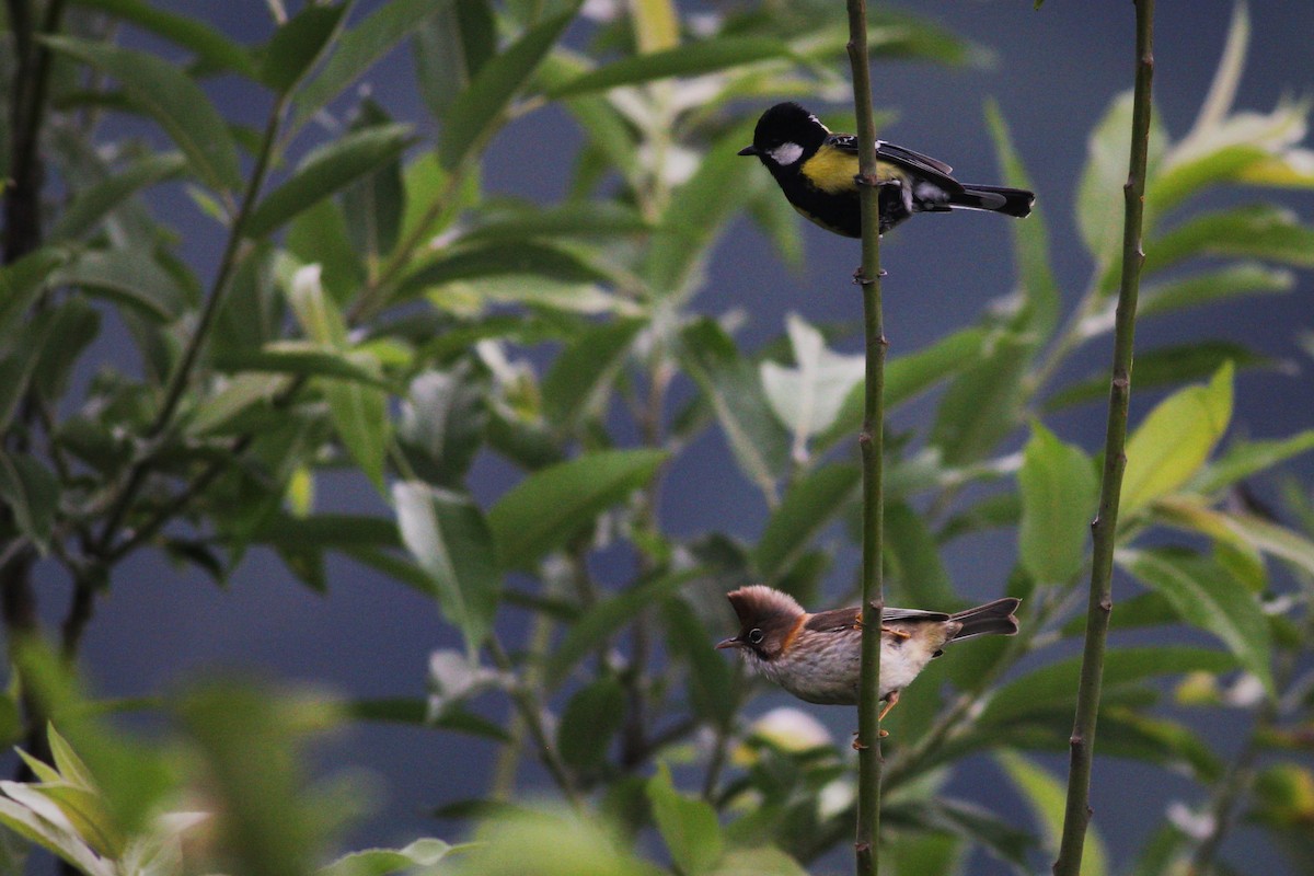 Bıyıklı Yuhina - ML619932715