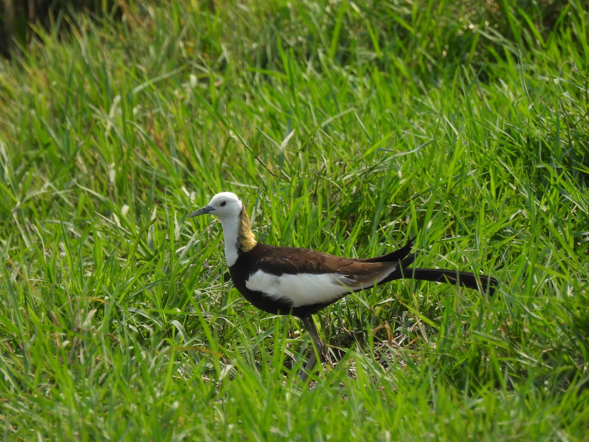 Pheasant-tailed Jacana - ML619932716
