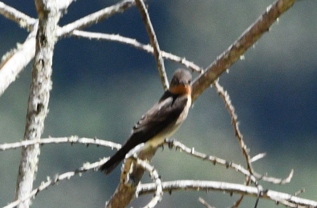 Southern Rough-winged Swallow - ML619932725
