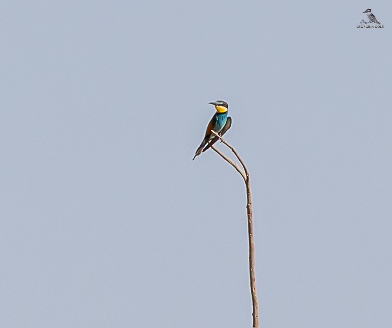 European Bee-eater - ML619932733