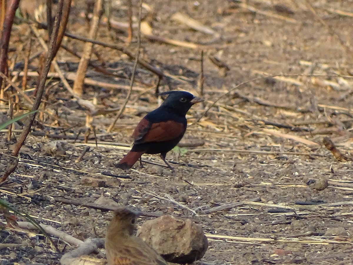 Crested Bunting - ML619932734