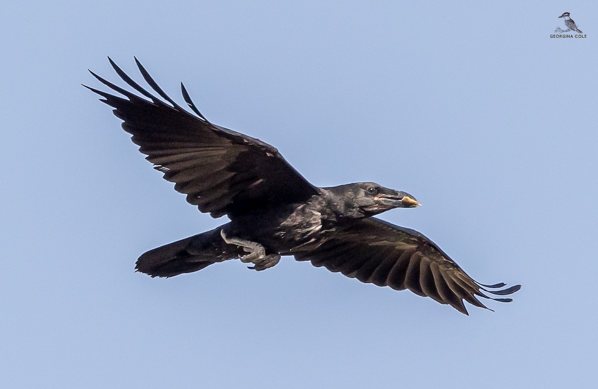 Brown-necked Raven - ML619932747