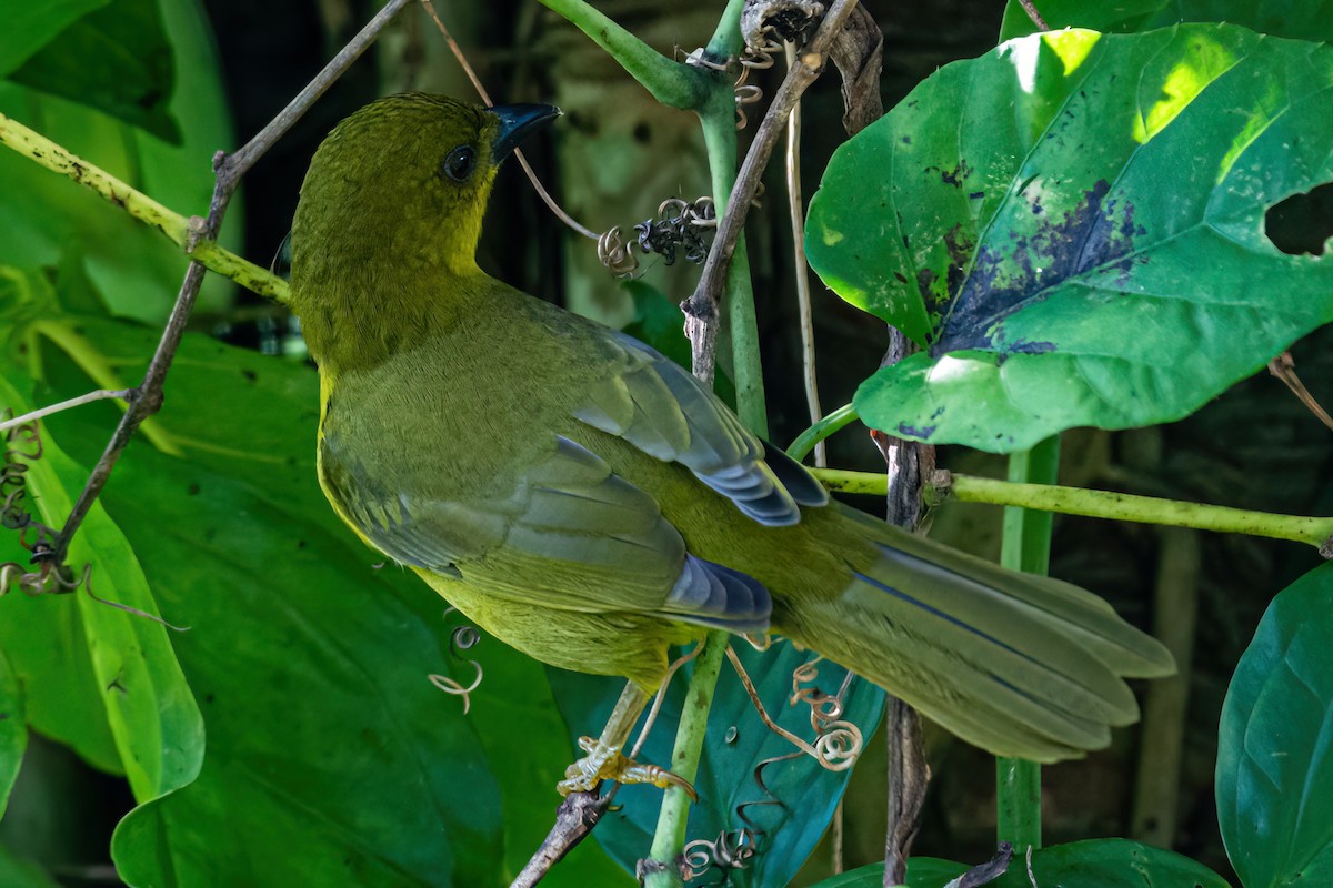 Olive-green Tanager - ML619932762