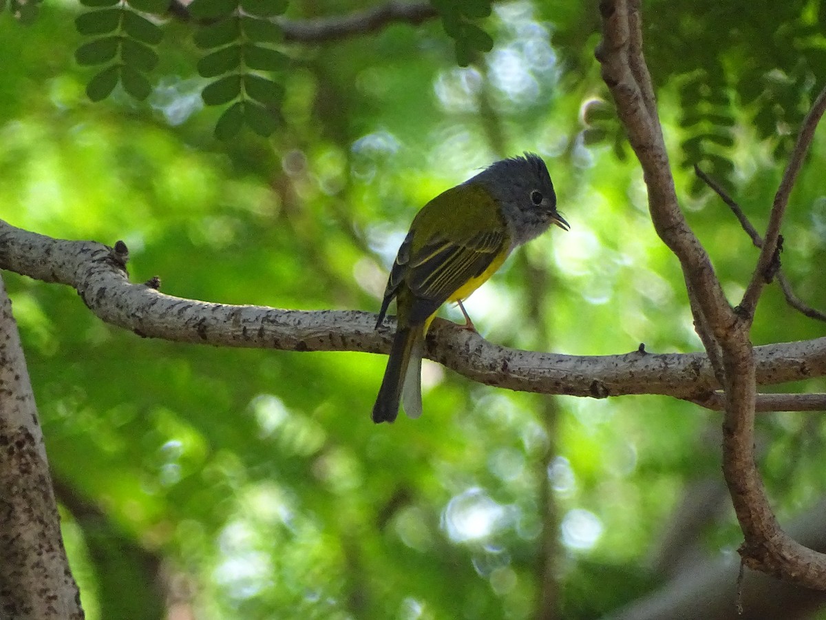 Gray-headed Canary-Flycatcher - ML619932774