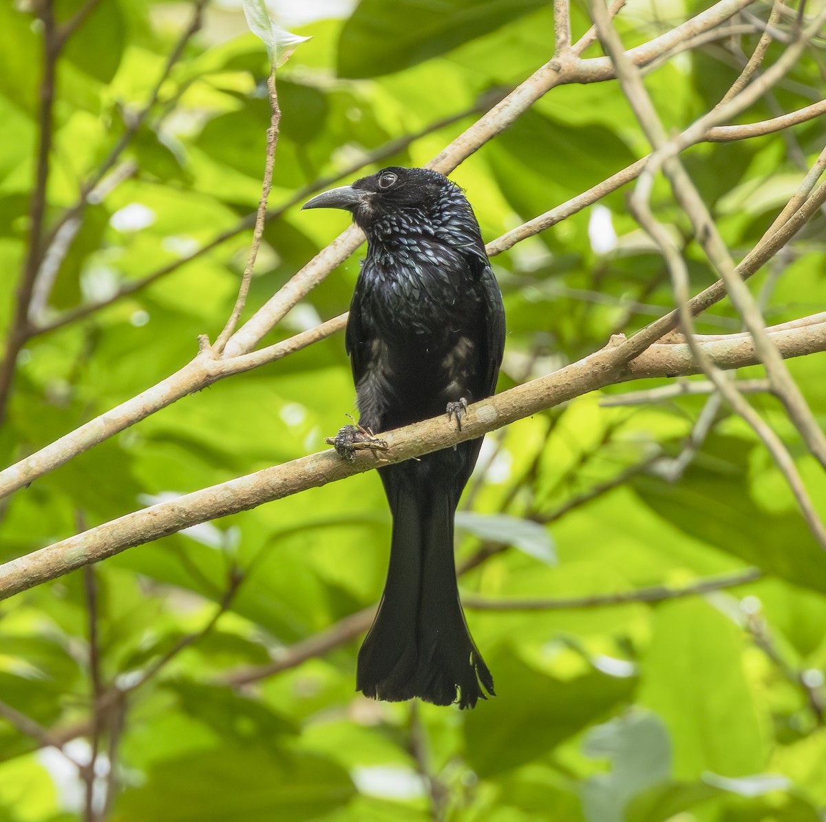Hair-crested Drongo - ML619932776
