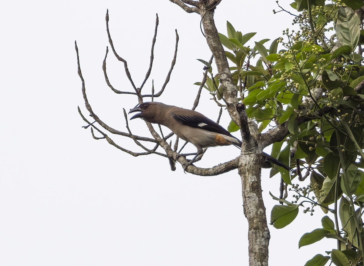 Gray Treepie - ML619932780