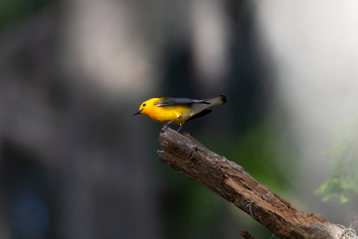 Prothonotary Warbler - ML619932791