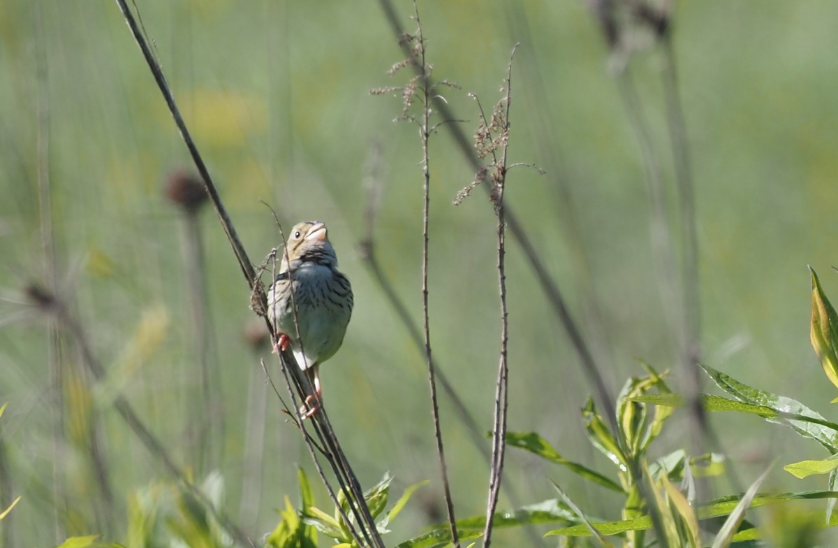 Henslow's Sparrow - ML619932792