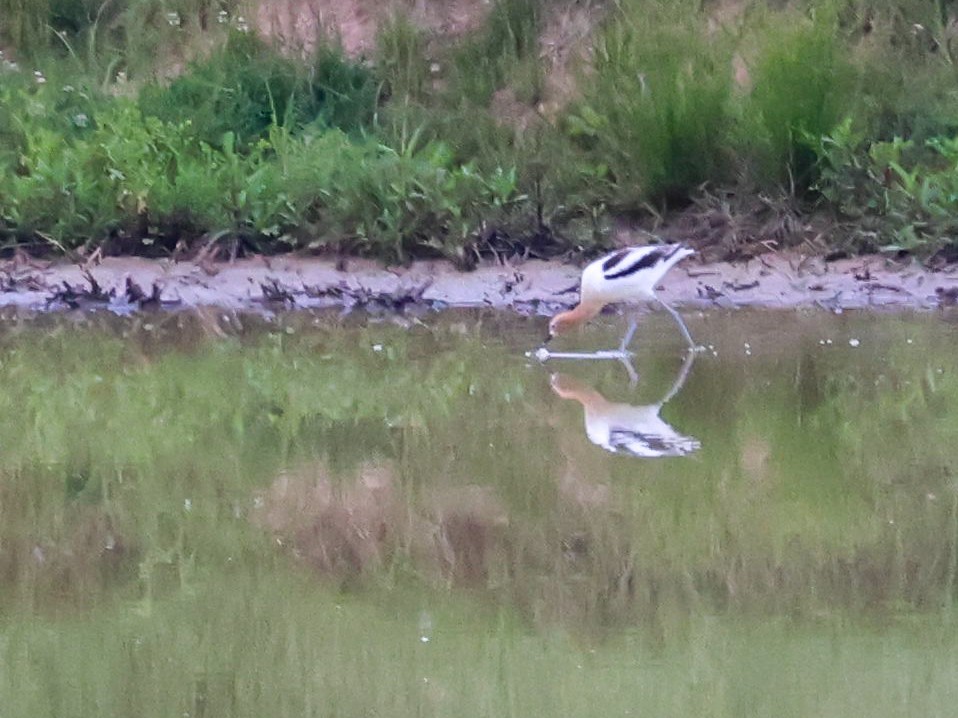 Avoceta Americana - ML619932797