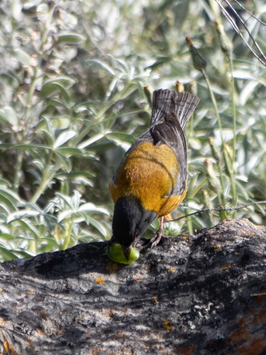 Peruvian Sierra Finch - ML619932803