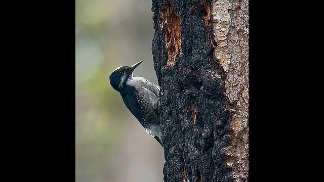 Black-backed Woodpecker - ML619932804