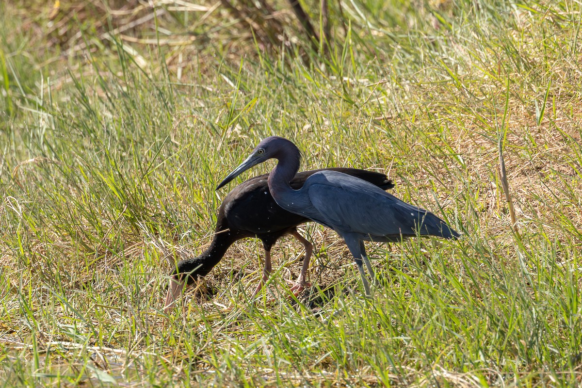 Little Blue Heron - ML619932808