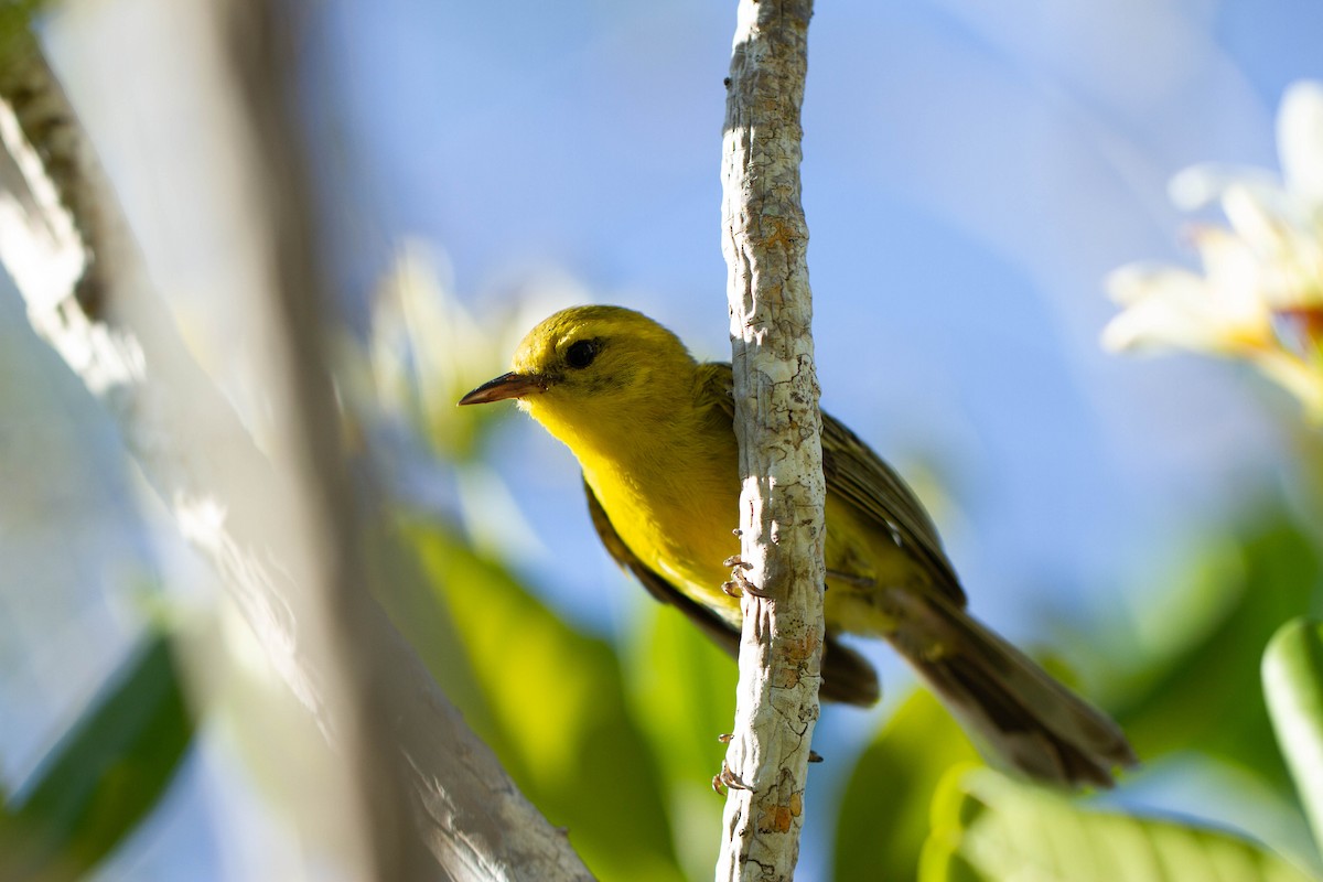 Vitelline Warbler - ML619932823