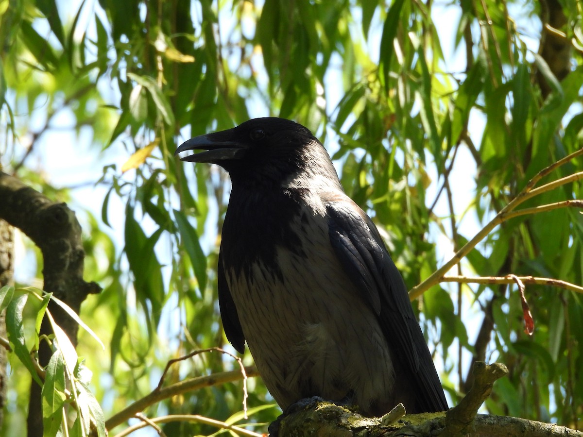 Carrion x Hooded Crow (hybrid) - ML619932836