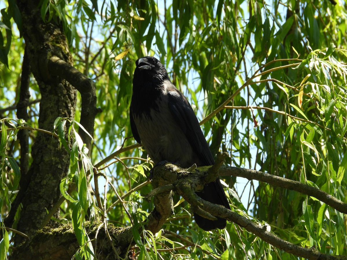 Carrion x Hooded Crow (hybrid) - ML619932837