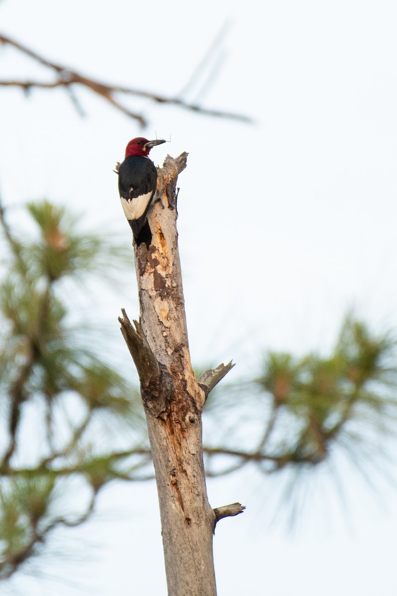 Red-headed Woodpecker - ML619932846