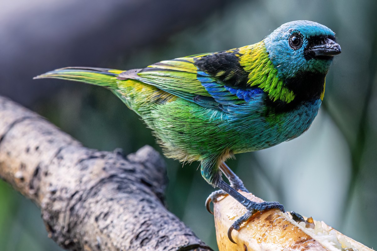 Green-headed Tanager - ML619932847