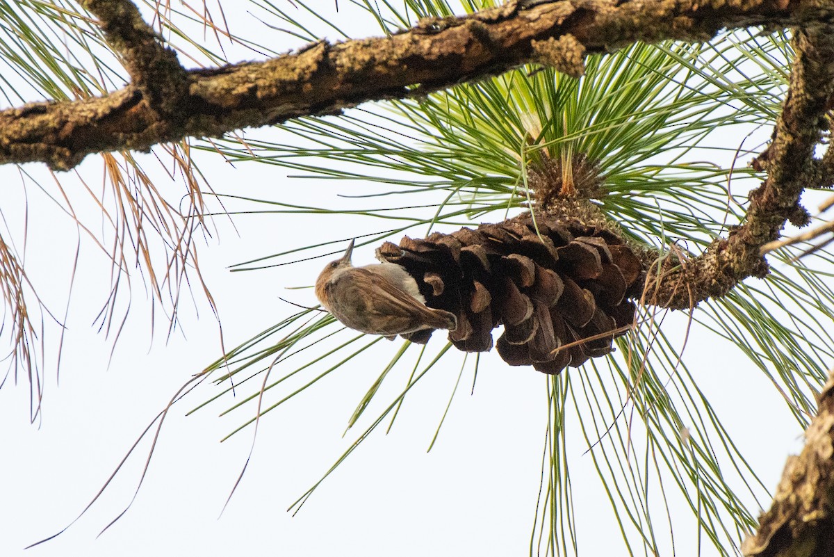 Brown-headed Nuthatch - ML619932860