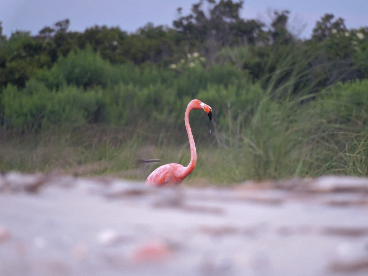 Amerika Flamingosu - ML619932873