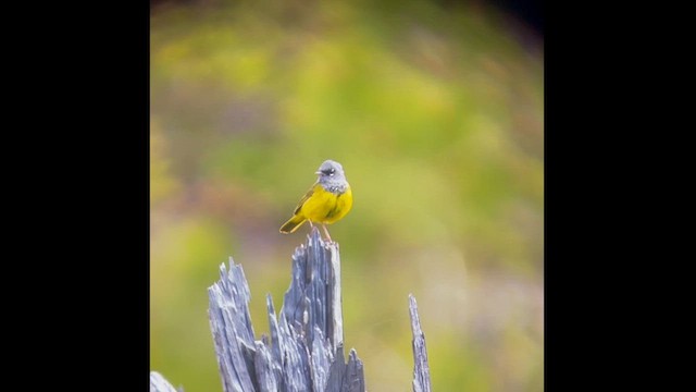 MacGillivray's Warbler - ML619932903