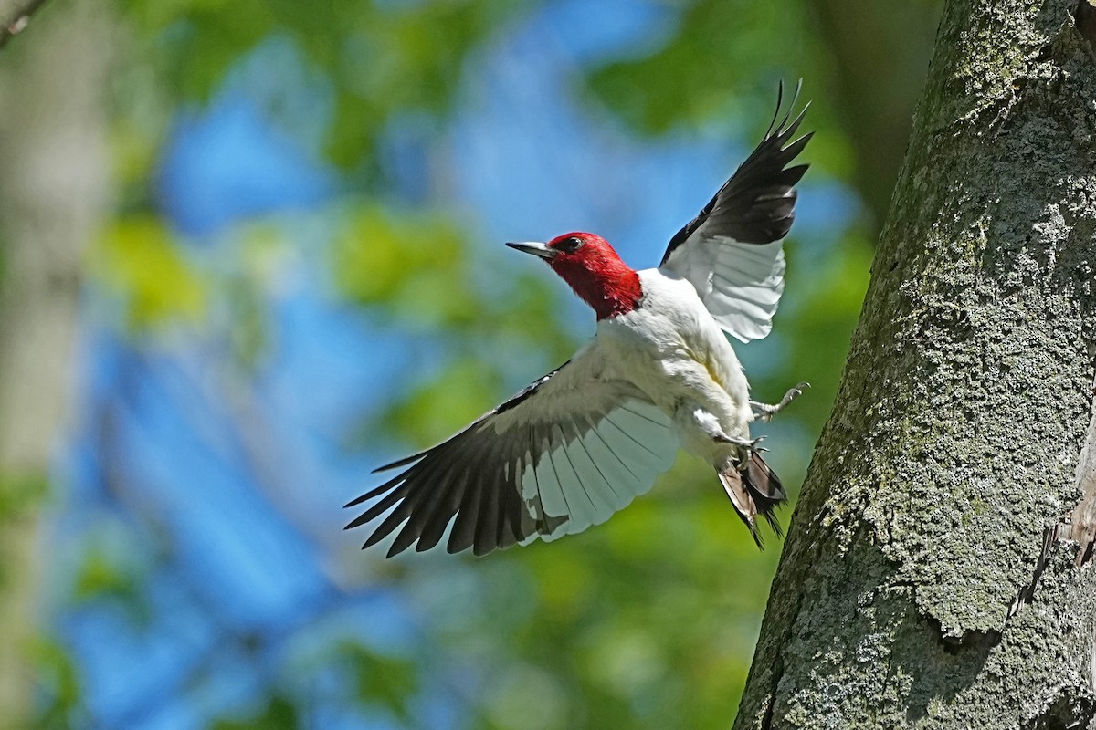 Red-headed Woodpecker - ML619932915