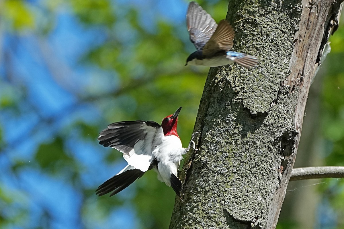 Red-headed Woodpecker - ML619932922