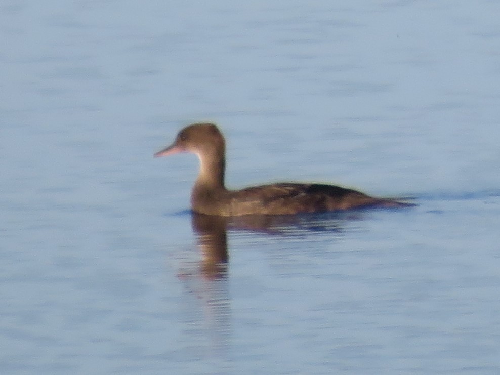 merganser sp. - ML619932927