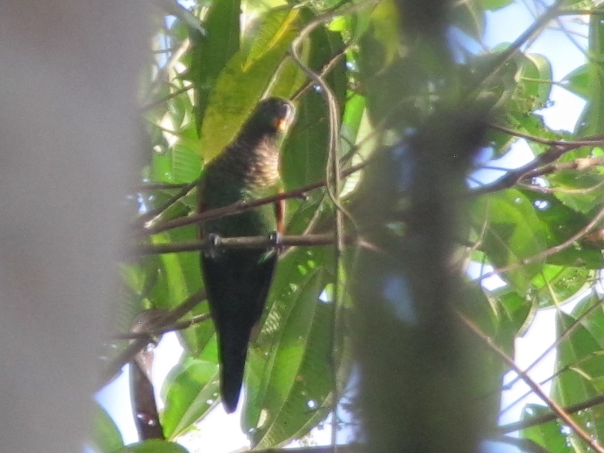 Maroon-tailed Parakeet - ML619932946