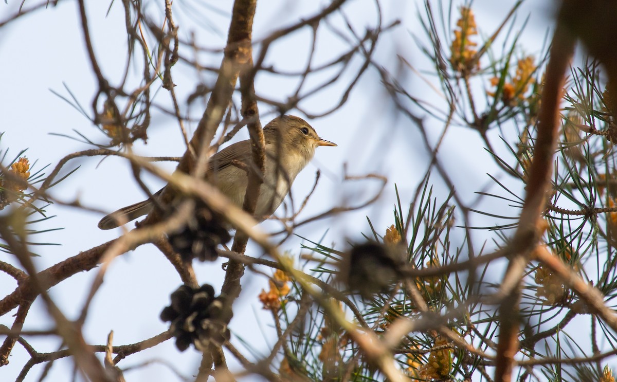 Booted Warbler - ML619932997